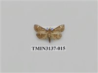 藏品(螟蛾265)的圖片